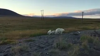 Белые медведи на Чукотке