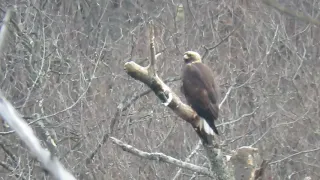 Golden Eagle and Bald Eagle Together   on same perch ---Town of Kortright  New York