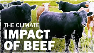 Beef is Bad for the Climate… But How Bad? | Hot Mess 🌎