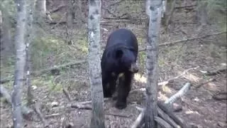 Big Alberta Black Bear coming right up to tree stand.