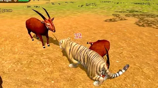 Tiger 🐯 Vs Two Red A Deer 🦌 Simulator