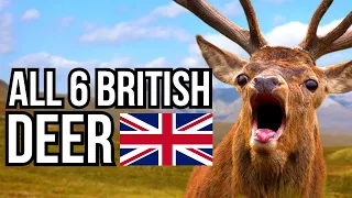 All 6 Species Of Deer That Can Be Found In The UK  - Only 2 Are Native