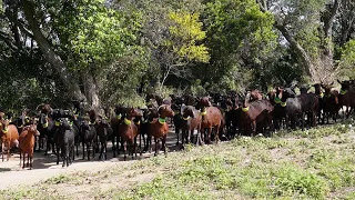Un ramat de cabres pastura a les Gavarres per prevenir incendis
