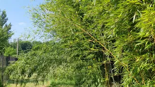 Phyllostachys aureosulcata spectabilis / bisetti