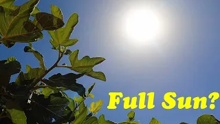 Can Fruit Trees Survive Desert Sun? | Full Sun vs Shade