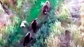 Erstaunlich, dieser HUND lebt mit Bären im Wald, weil sie ihm Unterschlupf geben!
