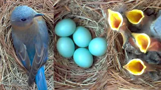 A Fascinating Look at Baby Bluebirds: Time-Lapse Video with Live Nest Box Cam