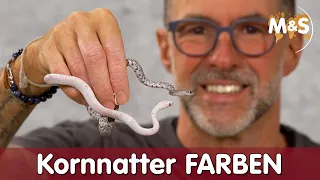 Neue Kornnatter FARBEN & Update | Reptil TV