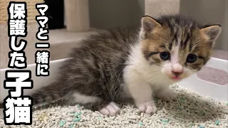 野良の子猫と母猫を一緒に保護したら翌日に凄く嬉しい出来事が起こりました。