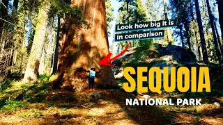 SEQUOIA National Park ONE DAY Itinerary