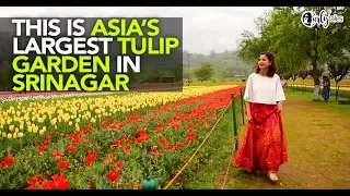 Glued Indira Gandhi Memorial Tulip Garden in Srinagar Is Asia's Largest Tulip Garden | Curly Tales