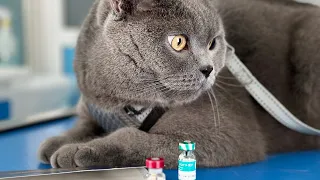Cats Go To The Vet For The First Time