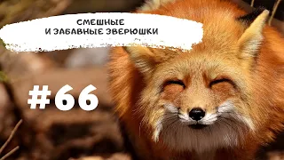 ЛУЧШИЕ ПРИКОЛЫ 2021 Смешные и забавные зверюшки #66