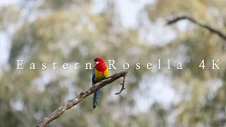 Eastern Rosella 4K - Iconic Australian Birds