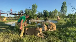 Страшно ли мне среди львов ?