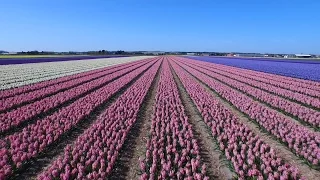 Dutch flower fields near Keukenhof, The Netherlands drone footage