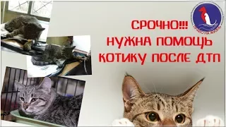 СРОЧНО! НУЖНА ПОМОЩЬ КОТУ ПОСЛЕ ДТП! КОСТРОМА, ПРАВО НА ЖИЗНЬ