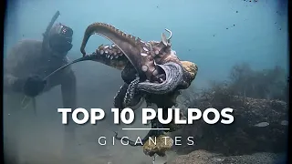 💥SPEARFISHING GIANT OCTOPUS COMPILATION - TOP 10 XXL OCTOPUS SEASON 2023-2024