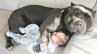 CUTE Nanny Dogs and Babies | Funny Dog loves Baby