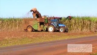 Cane Harvesting Next To The Road [SD]