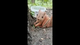 Малыш бельчонок / Baby squirrel