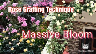 How to Graft rose plant Simple & Easy way | Rose Grafting Technique T-Cut Method | Rose bud grafting
