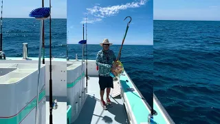 Mylar Balloons Are A Serious Threat to Marine Life