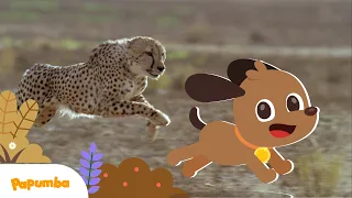 MEET THE FASTEST ANIMALS IN THE WORLD: Cheetah, tiger, horse 😼🐾 | Learning videos for kids | Papumba