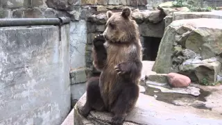 Медведи в калининградском зоопарке