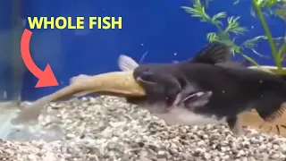 CRAZY GULPER CATFISH ATTACKS  | GULPER CATFISH EATING CHICLIDS, KOI | GULPER CATFISH EATS BIG FISH