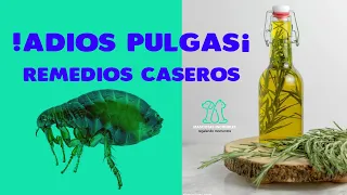 Cómo COMBATIR las PULGAS de manera natural en tu HOGAR y MASCOTAS