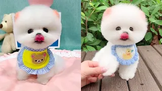 Tik Tok Chó Phốc Sóc Mini 😍🐶 Cute Dog Pomeranian #99