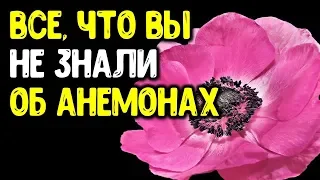 Весенние анемоны: от А до Я. Ветреница  корончатая от посадки клубней и до цветения, и не только...