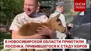 В Новосибирской области приютили лосенка, прибившегося к стаду коров