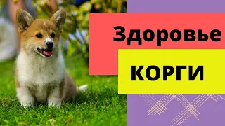 Здоровье корги. (Самые главные проблемы по здоровью)