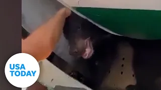 Bear maneuvers out of crate onboard plane | USA TODAY