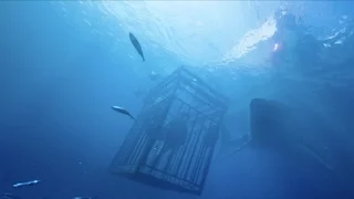 Синяя бездна / 47 Meters Down (2017) Дублированный трейлер HD