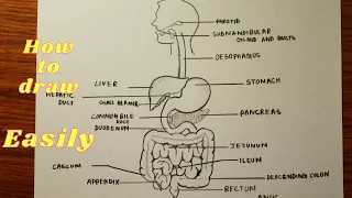 Digestive system drawing / How to draw digestive system diagram step by step