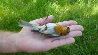 Tanatoza rudzika Erithacus rubecula