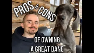 Pros and Cons of Owning a Great Dane