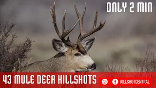 Mule Deer Hunting Compilation | 43 KILLSHOTS in 2 min