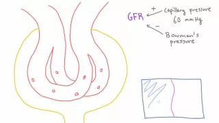 What changes GFR? The Starling equation