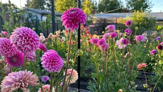 2023 Summer Flower Garden Tour! Dahlias & More Dahlias! 🤩💗🌸