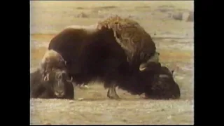 Profiles of Nature: The Muskox (full documentary)