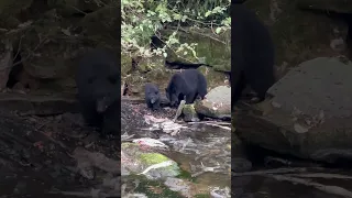 Mama bear and cub eating salmon in Alaska