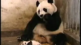 Панда испугалась. Panda scared