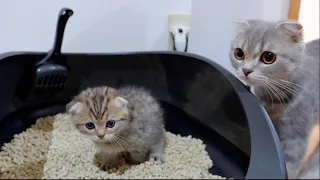 A kitten who is worried about going to the bathroom alone will meow loudly and call for its mother.