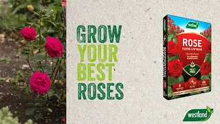 Get your best roses ever with Westland's Rose Planting & Potting Mix