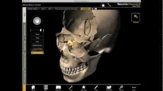 Exploring the Ethmoid Bone in 3D with Skeleton Premium