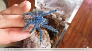 Caribena Versicolor ! The Caribbean's most beautiful tarantula! Care rehousing and fun!